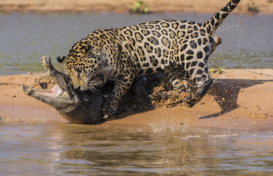 El leopardo caza cocodrilo