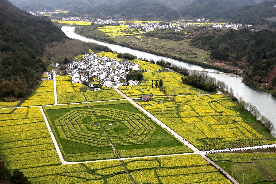 Símbolo de la armonía hecho con flores de colza