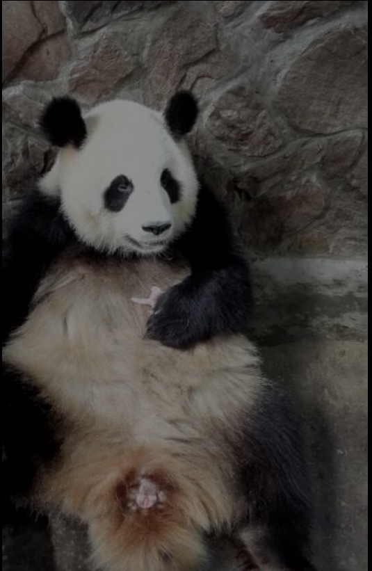 Primer par de gemelos de panda de 2015 nacen en Chengdu