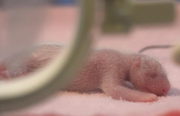 Primeros gemelos de panda del a?o nacidos en suroeste de China 2