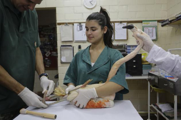 Flamenco rosado recibe una pata artificial