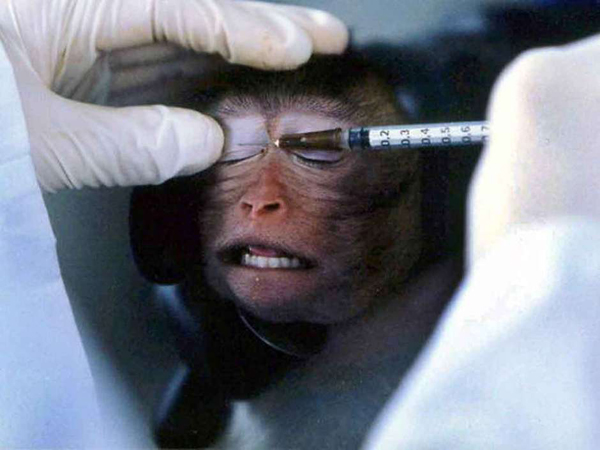 30 monos infectados con virus escapan de centro científico