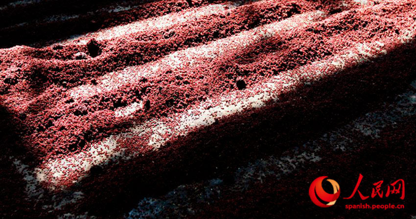 El sorgo rojo que se utiliza para destilar Maotai, producido orgánicamente en las monta?as, destaca por su fragancia y calidad. (Foto: YAC)