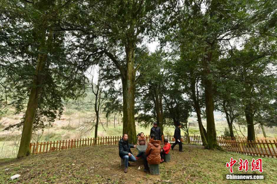Encuentran en Hunan un gran número de Taxus chinensis, el más antiguo de 900 a?os de edad