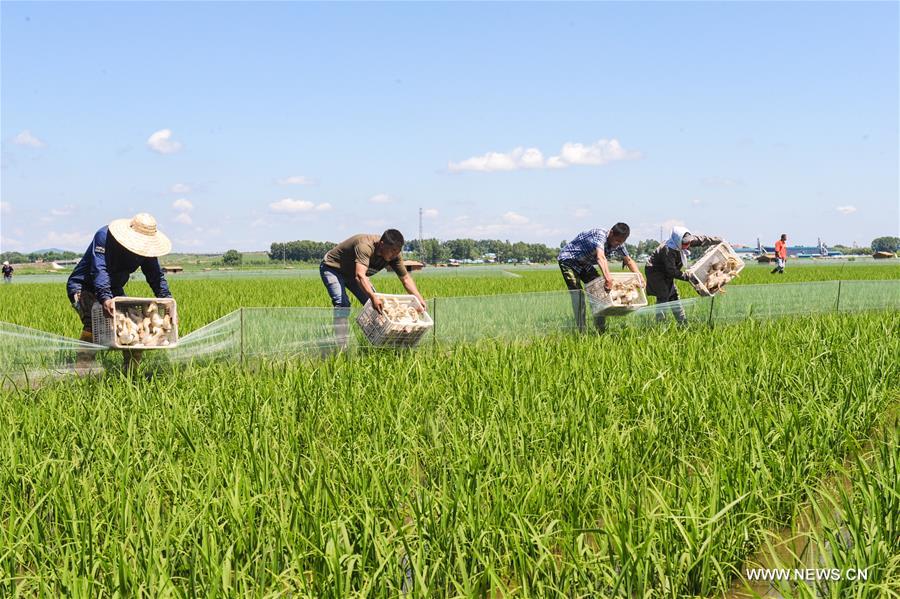 Introducen sistema de cultivo ecológico en Heilongjiang