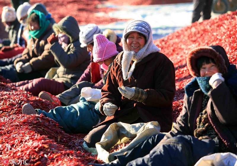 La cosecha de la pimienta ti?e de rojo a Shanxi 2