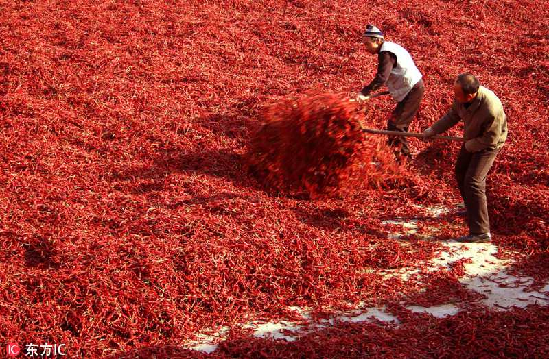 La cosecha de la pimienta ti?e de rojo a Shanxi 3