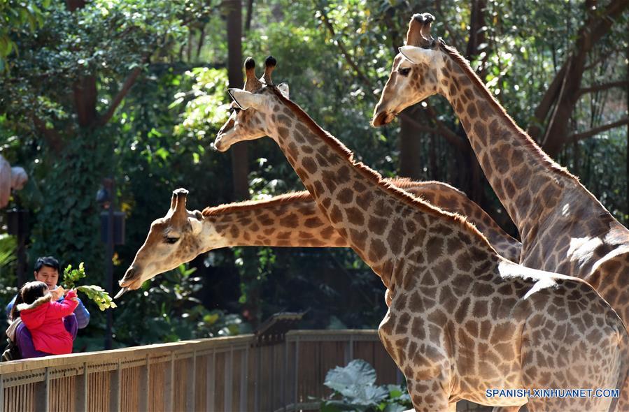 Parque Safari Chimelong, en Guangzhou