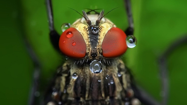 Crean una tecnología genética que podría destruir 
toda una especie de organismos en la Tierra