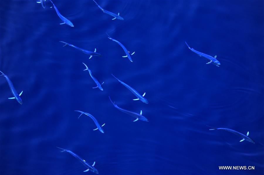 Los hermosos Mahi-mahi son fotografiados durante la nueva expedición en el Mar Meridional de China