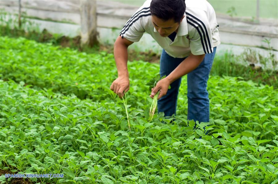 GUANGDONG, junio 18, 2017 (Xinhua) -- Imagen del 13 de junio de 2017, del agricultor Song Rongtian recolectando amaranto comestible en una base de vegetales para mercados de Hong Kong, en Dongguan, en la provincia de Guangdong, en el sur de China. Según las estadísticas de las autoridades locales, más del 85 por ciento de los vegetales, frutas y aves de corral vivas que llegaron desde la parte continental de China a los mercados de Hong Kong, fueron transportados a través del puerto Wenjindu de Shenzhen. (Xinhua/Mao Siqian)