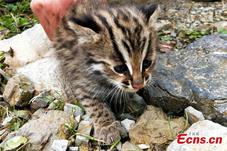 Gatos leopardos son hallados en una reserva natural de China