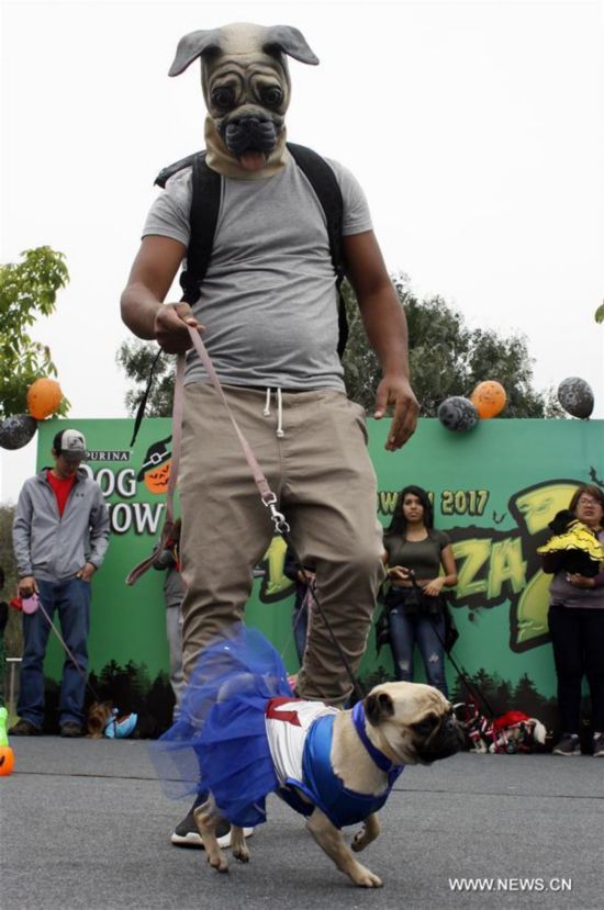 Se celebra desfile de Halloween para mascotas en Perú