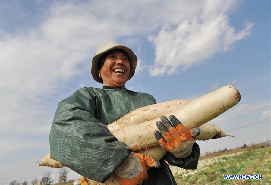 Los agricultores de Hebei aumentan sus ingresos cosechando rábanos