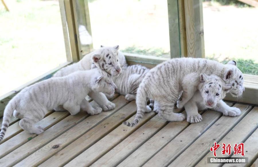 Quintillizos cachorros de tigre de la nieve son presentados al público en Jinan