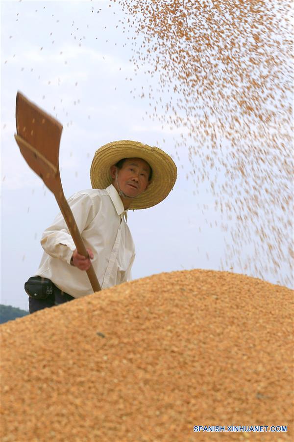 Gran cosecha de trigo ha llegado en China