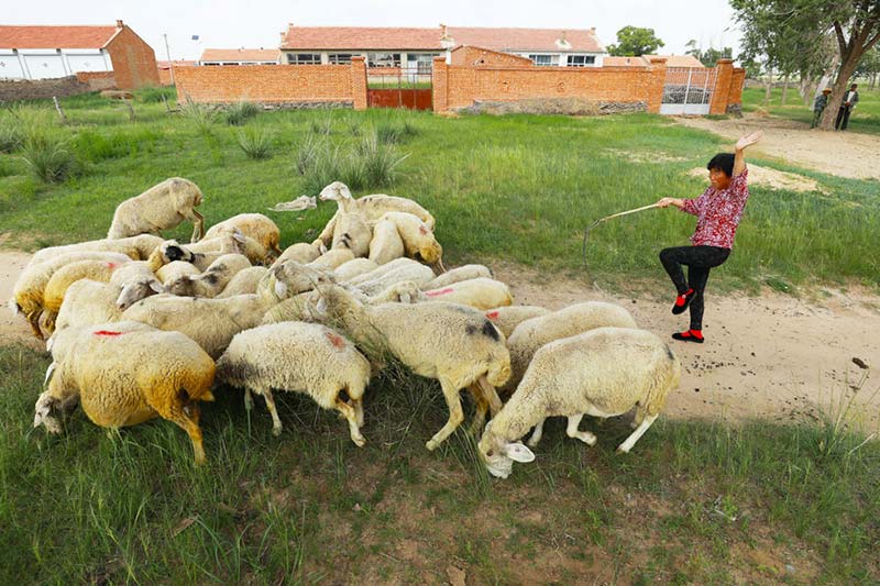 Bai Zhimei, de 57 a?os, practica el "Yoga de Yugouliang" mientras pastorea ovejas. [Foto: Zhu Xingxin/China Daily]
