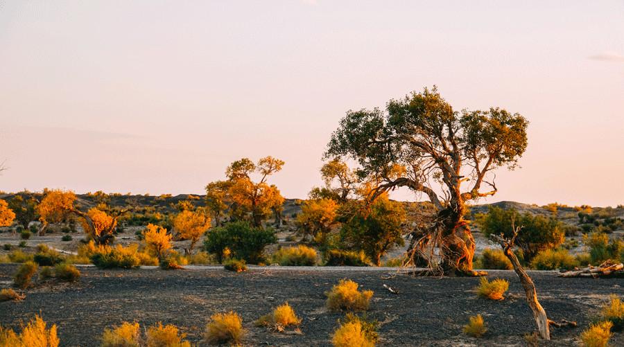 Los álamos de éufrates crean un oasis dorado