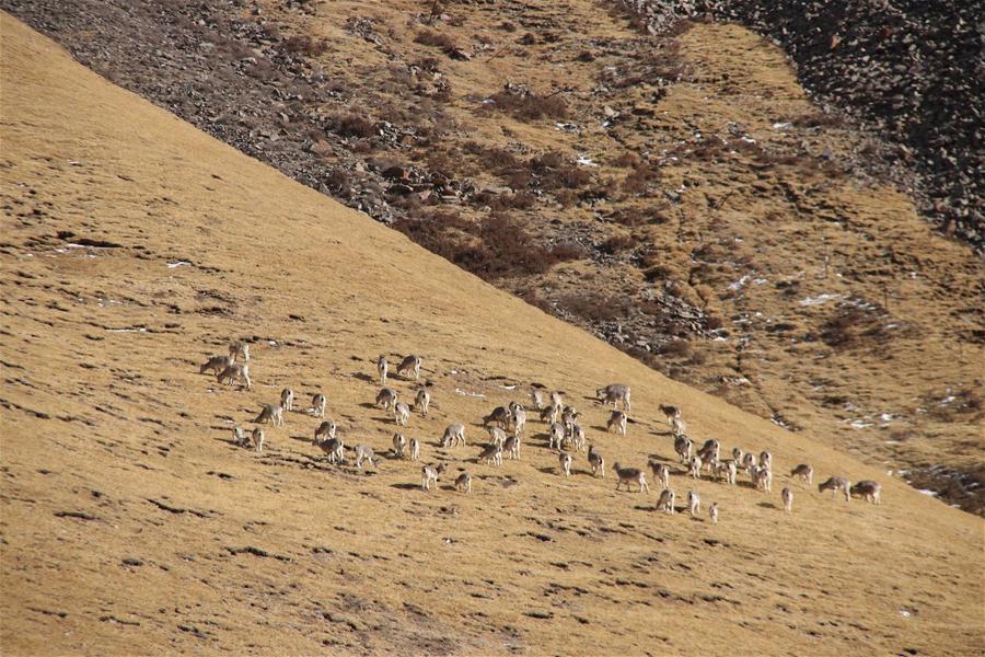 Gacelas tibetanas y carneros azules en la provincia de Qinghai