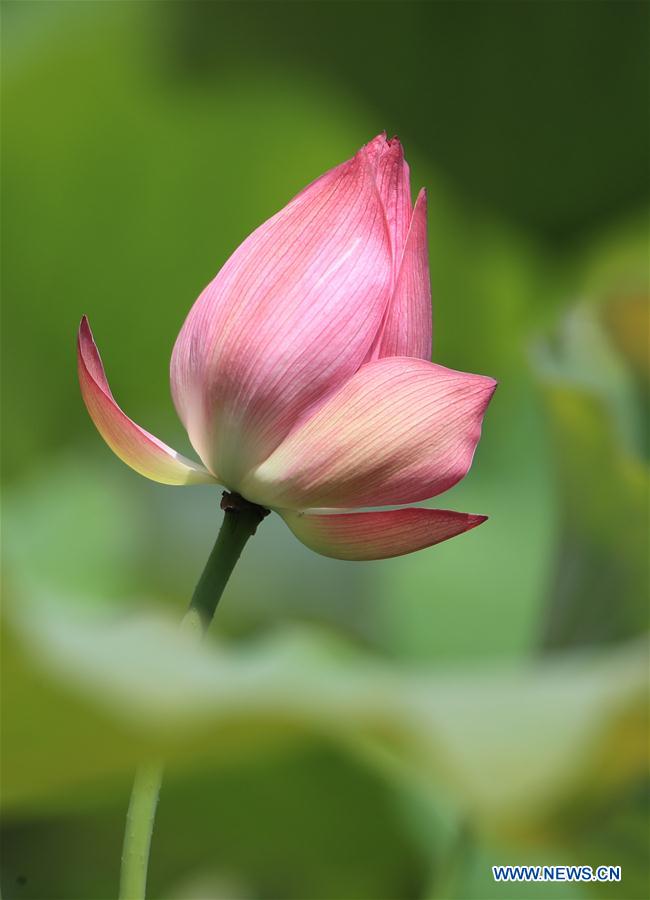 Flores de loto en el parque de los humedales en Anhui