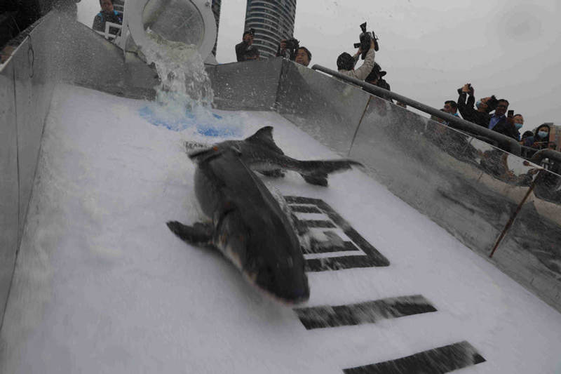 Esturión chino es liberado en el río Yangtsé, Yichang, provincia de Hubei, 10 de abril del 2021. [Foto: proporcionada a China Daily]