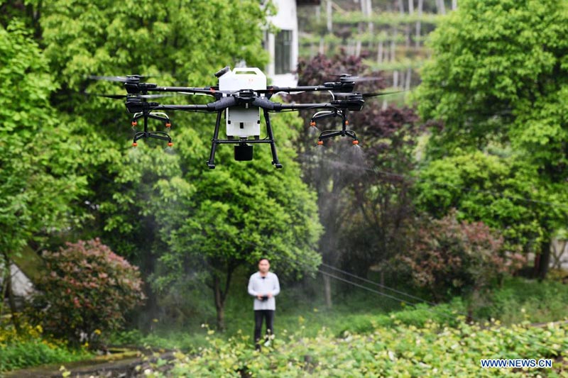 Un técnico demuestra el uso de un dron fitosanitario en Luwo, Xifeng, provincia de Guizhou. 