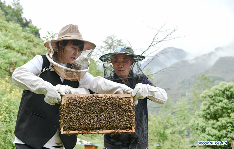 Una joven regresa a su ciudad natal para ayudar a las aldeas a desarrollar la industria de la cría de abejas
