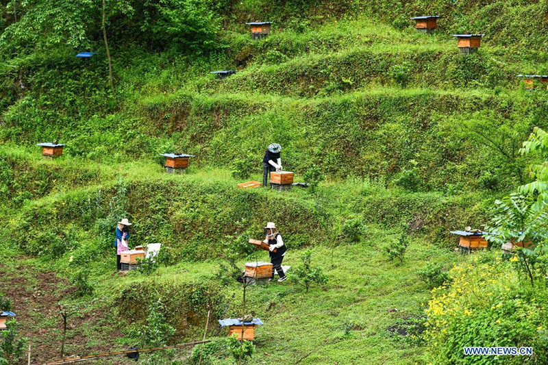 Una joven regresa a su ciudad natal para ayudar a las aldeas a desarrollar la industria de la cría de abejas