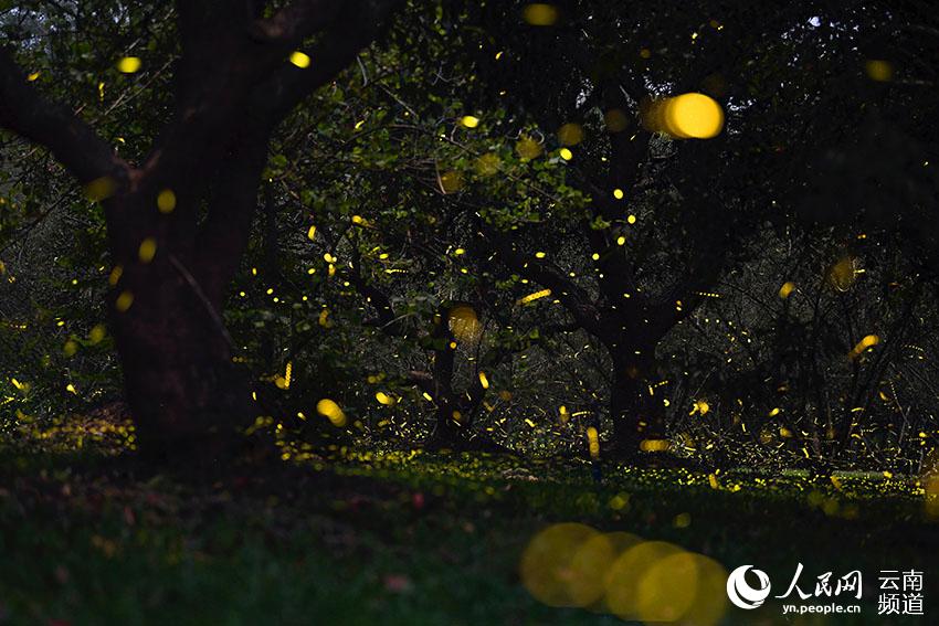 Enjambre de luciérnagas iluminan el Jardín Botánico de Xishuangbanna