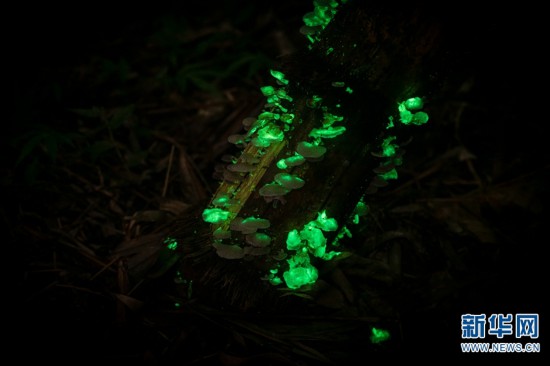 Impresionantes imágenes de hongos bioluminiscentes en Yunnan