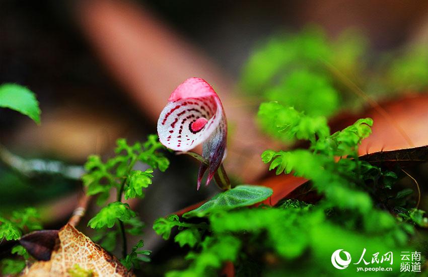 Reserva Natural Xiaoheishan en Yunnan: hábitat ideal para plantas silvestres raras