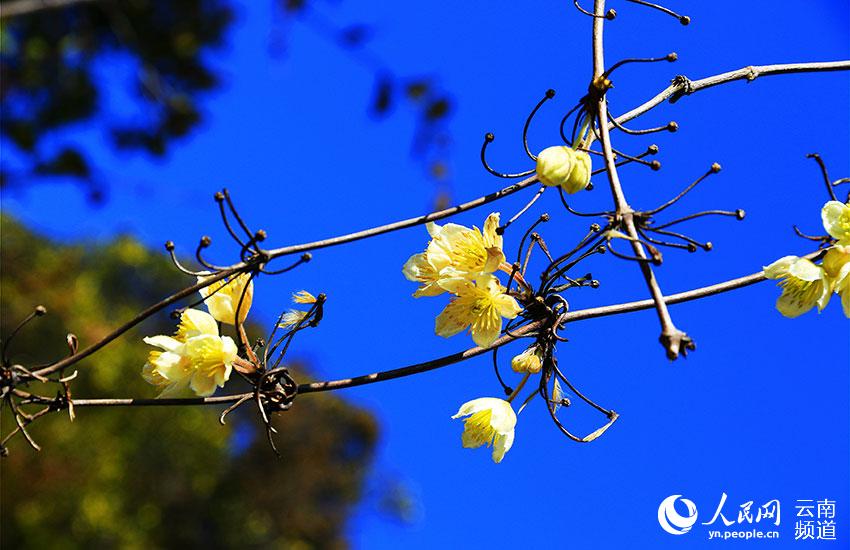 Reserva Natural Xiaoheishan en Yunnan: hábitat ideal para plantas silvestres raras