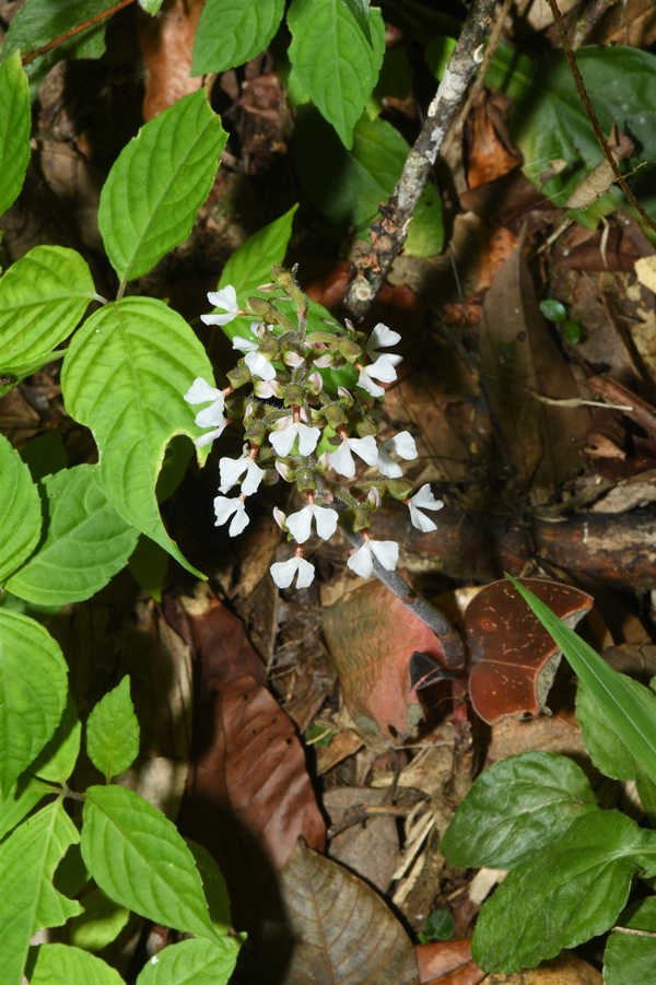 China actualiza la Lista de Plantas Silvestres bajo Protección Prioritaria del Estado
