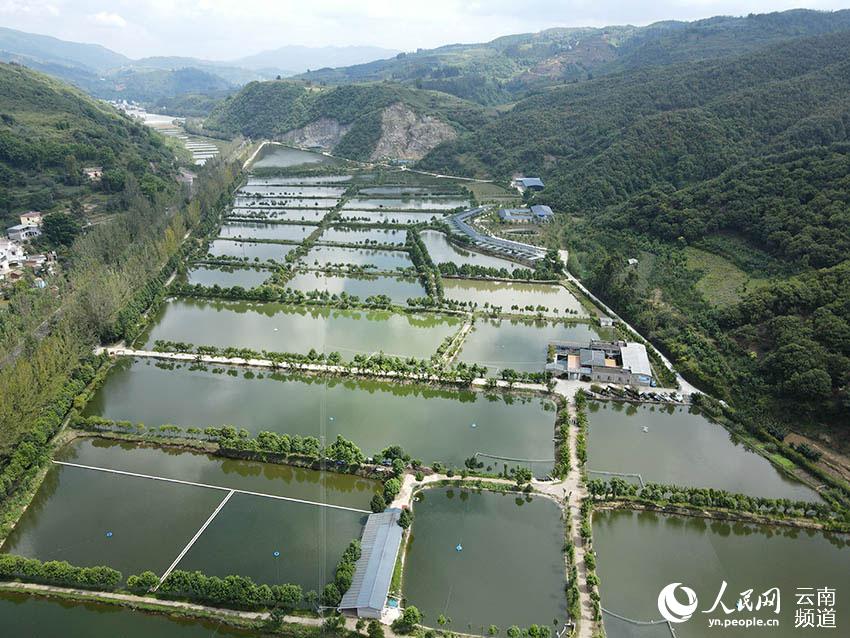 El pez Kanglang se recupera de la extinción en Yunnan