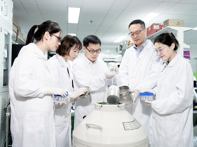 Un equipo de científicos chinos ha confirmado el primer nacimiento vivo de un mono que contiene una alta proporción de células derivadas de una línea de células madre de mono. [Foto/Centro para la Excelencia en Ciencia del Cerebro y Tecnología de la Inteligencia]