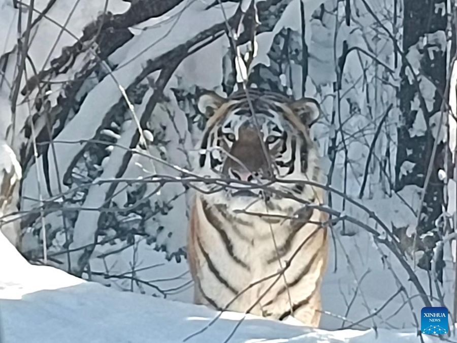 Esta foto, tomada con un teléfono móvil, capta a un tigre siberiano salvaje en la monta?a Changbai, en la provincia de Jilin, el 3 de diciembre del 2024. [Foto: Xinhua]
