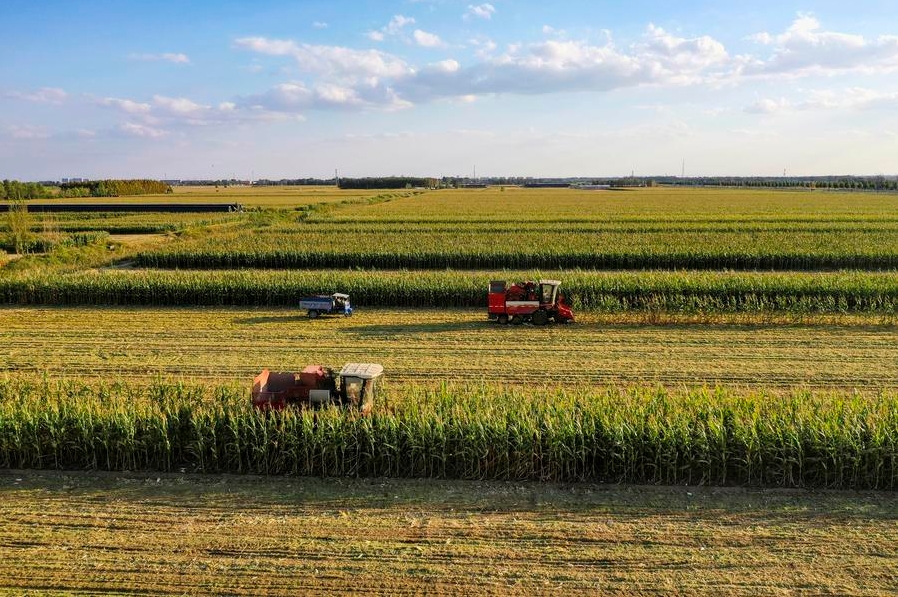 Cosechadoras operan en campos de maíz en la aldea de Yanjia del distrito de Guangrao, en la provincia oriental china de Shandong, el 1 de octubre de 2024. (Xinhua/Liu Yunjie)