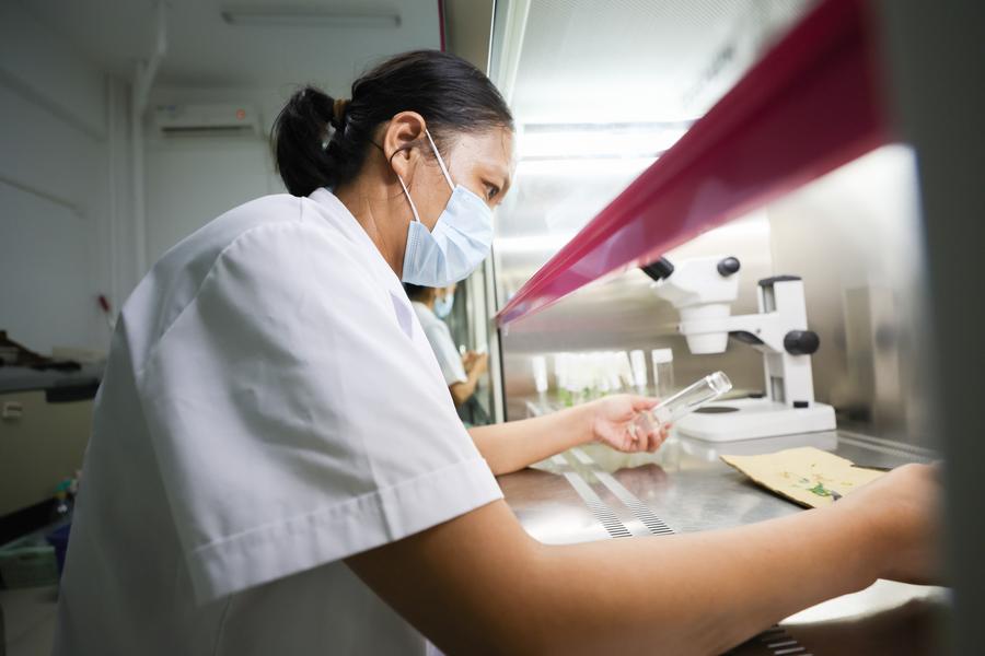 Una investigadora trabaja en un subcultivo de yuca en un laboratorio de la Academia de Ciencias Agrícolas Tropicales de China en Danzhou, ciudad de la provincia meridional china de Hainan, el 10 de julio de 2024. (Xinhua/Zhang Liyun)