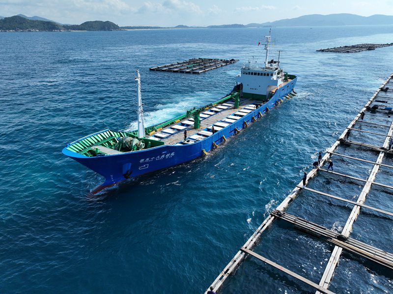En la ma?ana del 16 de abril de 2024, un barco pesquero japonés llegó a las aguas de la isla Dazhou, en Wanning, Hainan, para cargar alevines de atún rojo. (Foto: Fu Kaixiong)