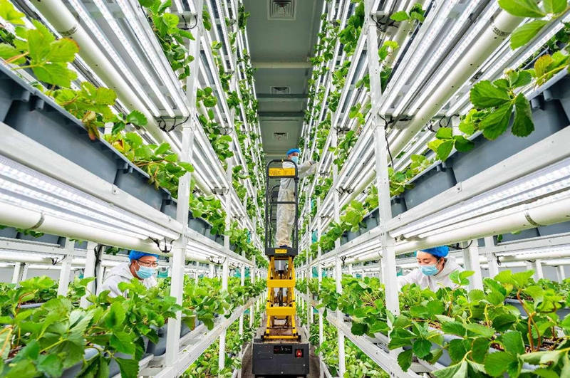 Una fábrica de plantas digitales funciona en un moderno parque agrícola en Hohhot, en la región autónoma de Mongolia Interior, en el norte de China. (Foto de Ding Genhou/Diario del Pueblo digital)